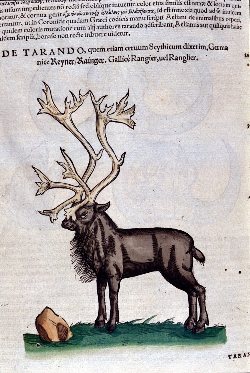 Renifer wg Historia animalium Konrada Gesnera, Tiguri autorstwa Unknown artist