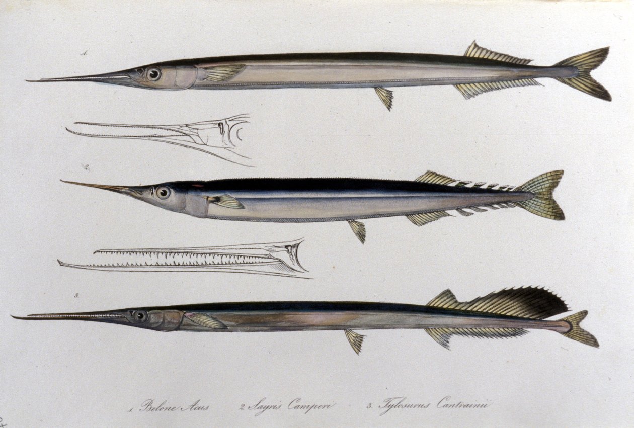 Igła morska. Tablica historii naturalnej. 19 wiek. autorstwa Unknown artist