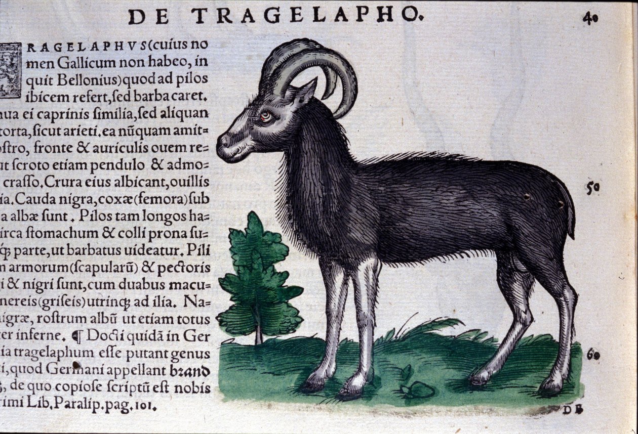 Owce w Historia Animalium Conrada Gesnera (1516-1565), Tiguri autorstwa Unknown artist