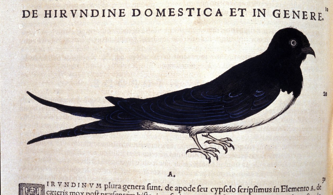 Jaskółka wg Historii animalium Konrada Gesnera, Tiguri autorstwa Unknown artist