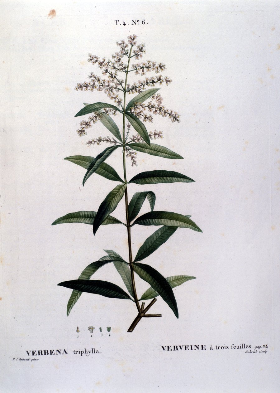 Werbena. Grawerowanie z XIX wieku. autorstwa Unknown artist