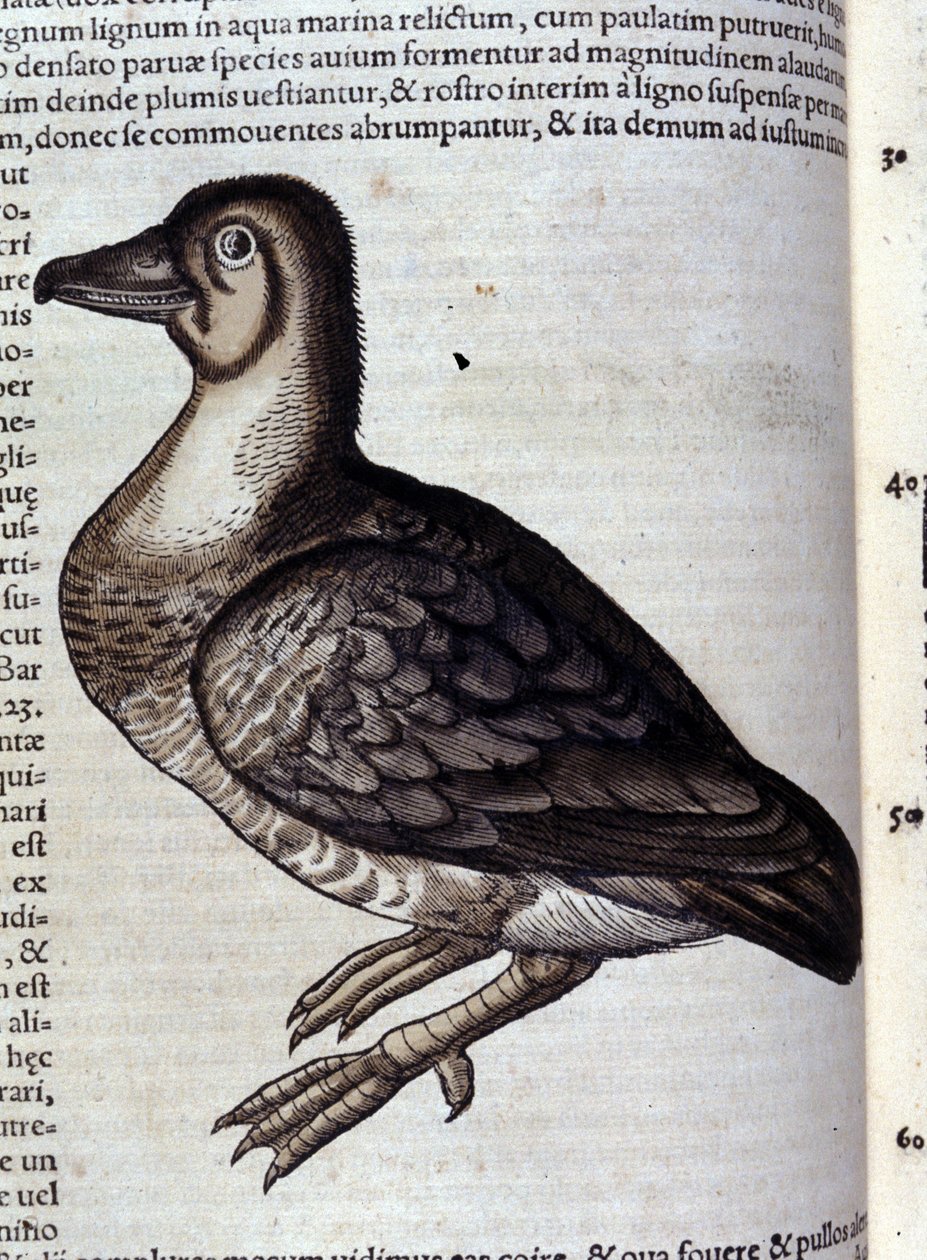 Dzika gęś wg Historia animalium Konrada Gesnera, Tiguri autorstwa Unknown artist