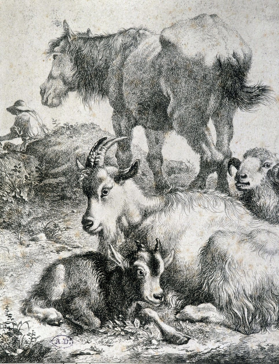 Zaprzęgnięty koń, koza, koza i baran - grawerowanie autorstwa Unknown artist