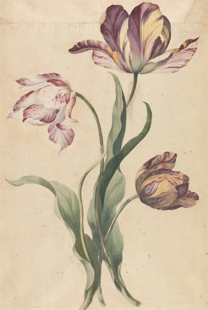 tulipany autorstwa Unknown artist