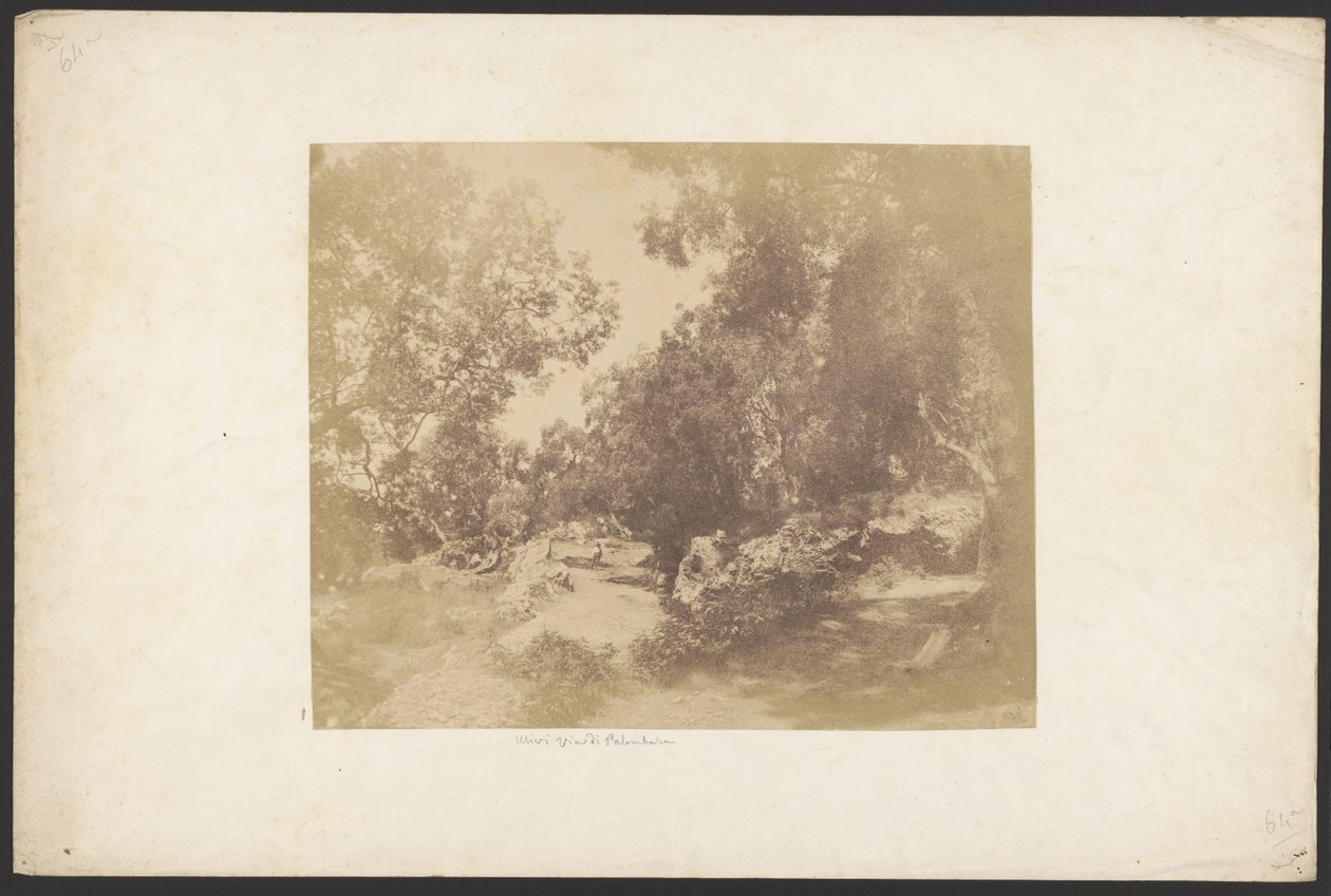 [Ulivi, Via de Palombara]. autorstwa Unknown artist
