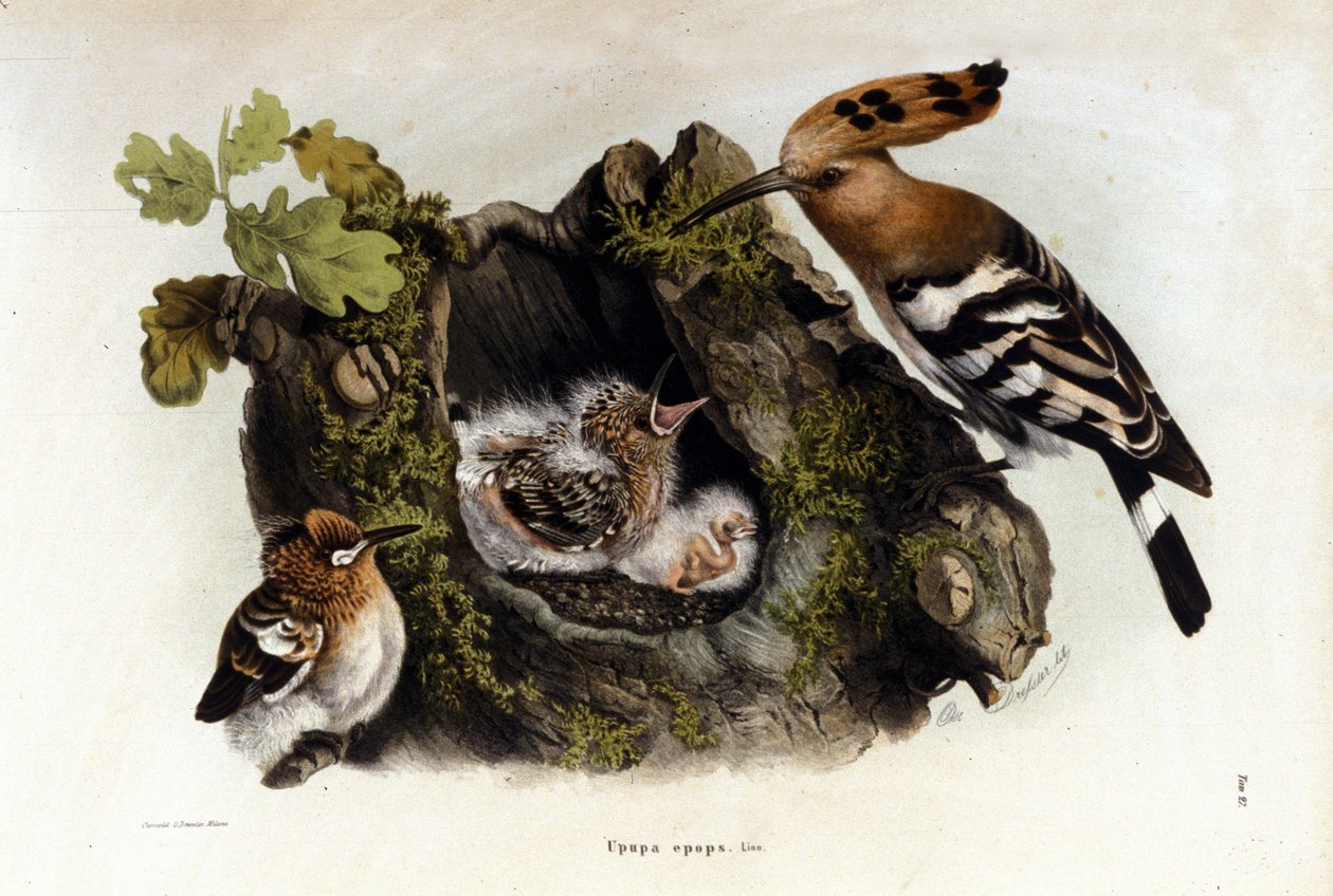 Nieznany obraz autorstwa Unknown artist