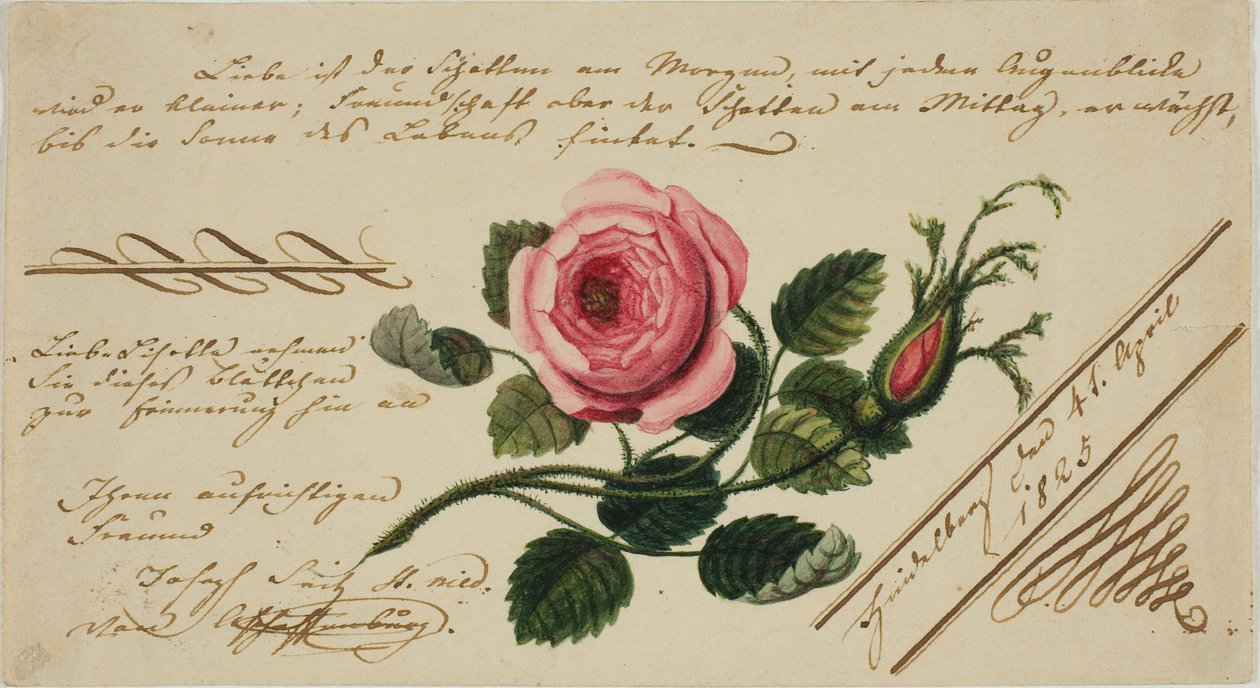 Valentine bez tytułu (różowy kwiat) autorstwa Unknown artist