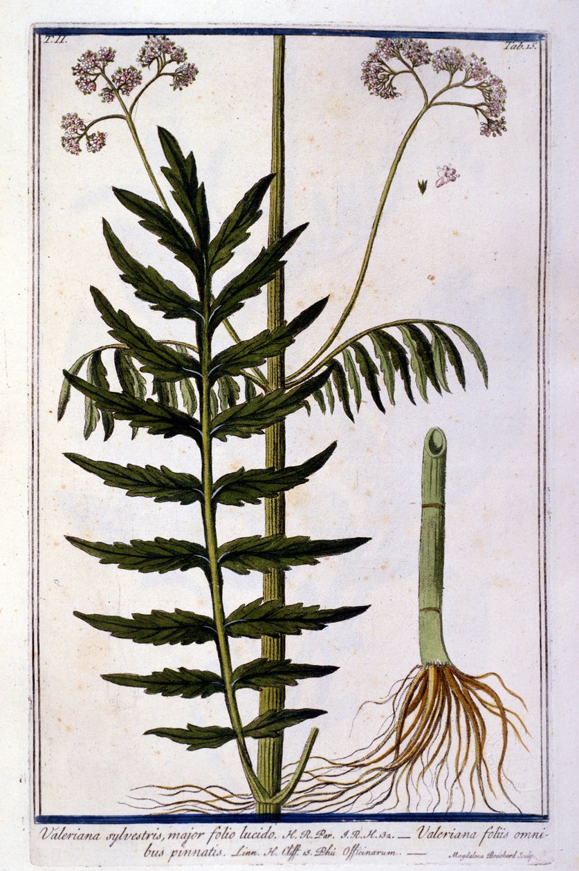 Waleriana. Grawerowanie XVIII wieku. autorstwa Unknown artist