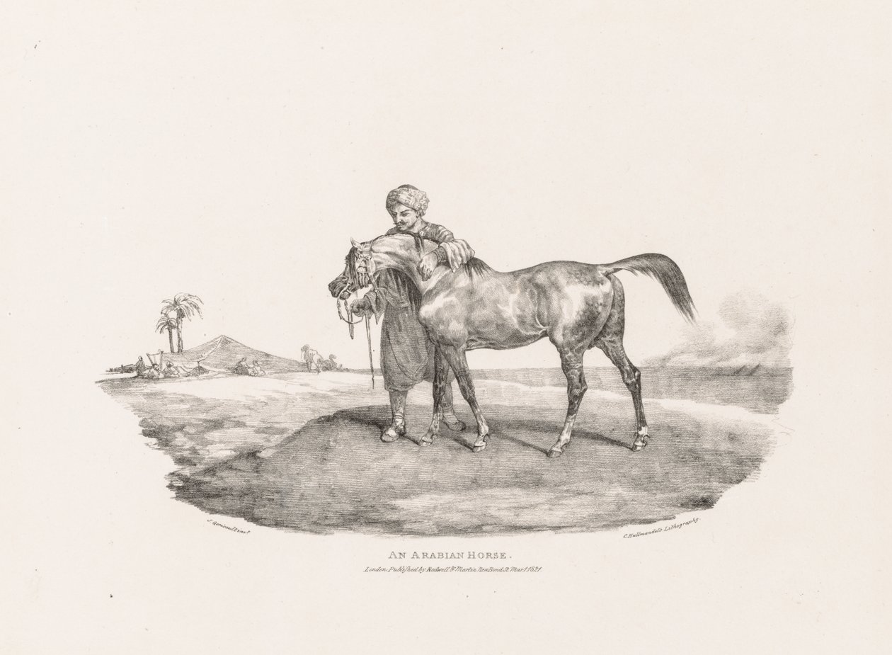 Różne tematy zaczerpnięte z życia i na kamieniu: koń arabski autorstwa Unknown artist