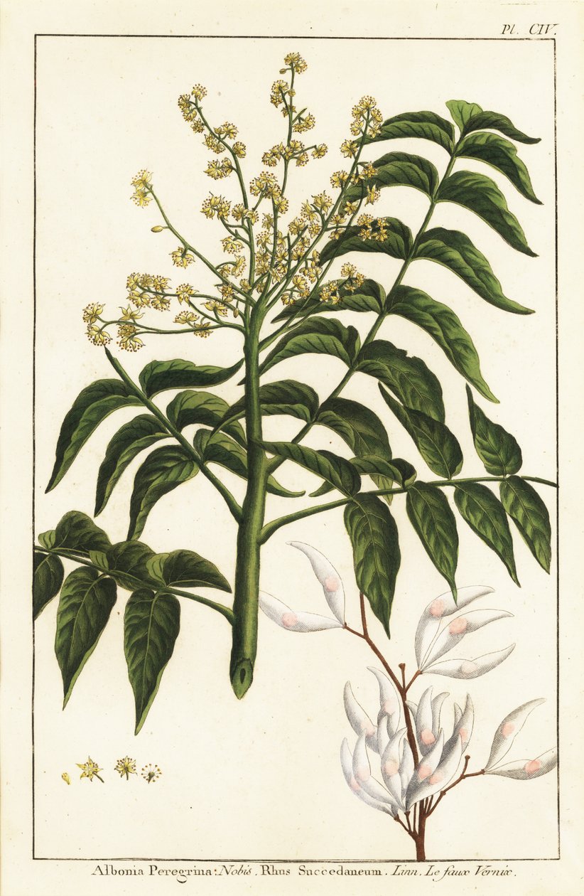 Drzewo lakiernicze, Ailanthus altissima lub drzewo woskowe, Rhus succedanea autorstwa Unknown artist