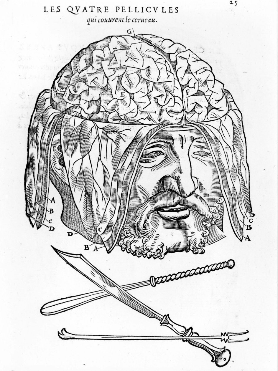 Walter Hermann Ryff: anatomiczny opis wszystkich części ludzkiego ciała: mózgu. Paryż 1545 autorstwa Unknown artist