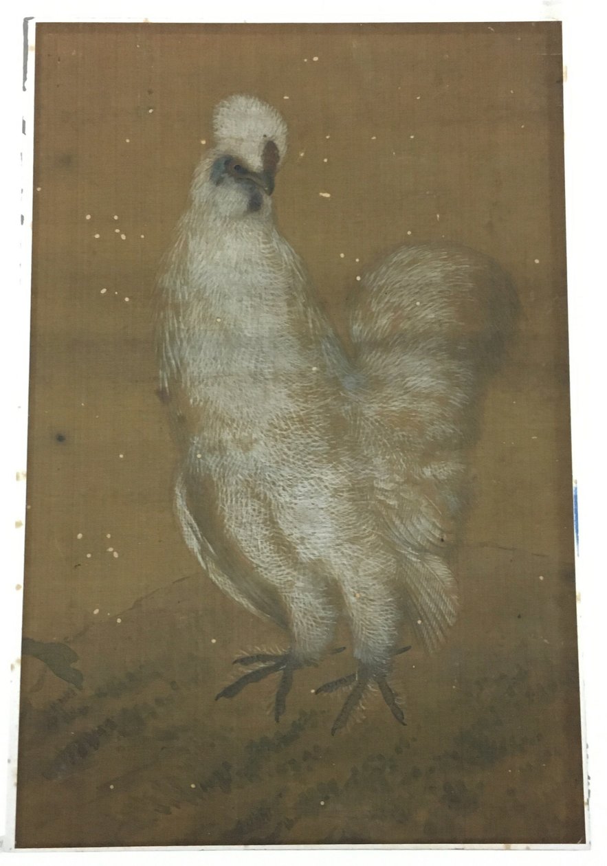 Biały Kogut autorstwa Unknown artist
