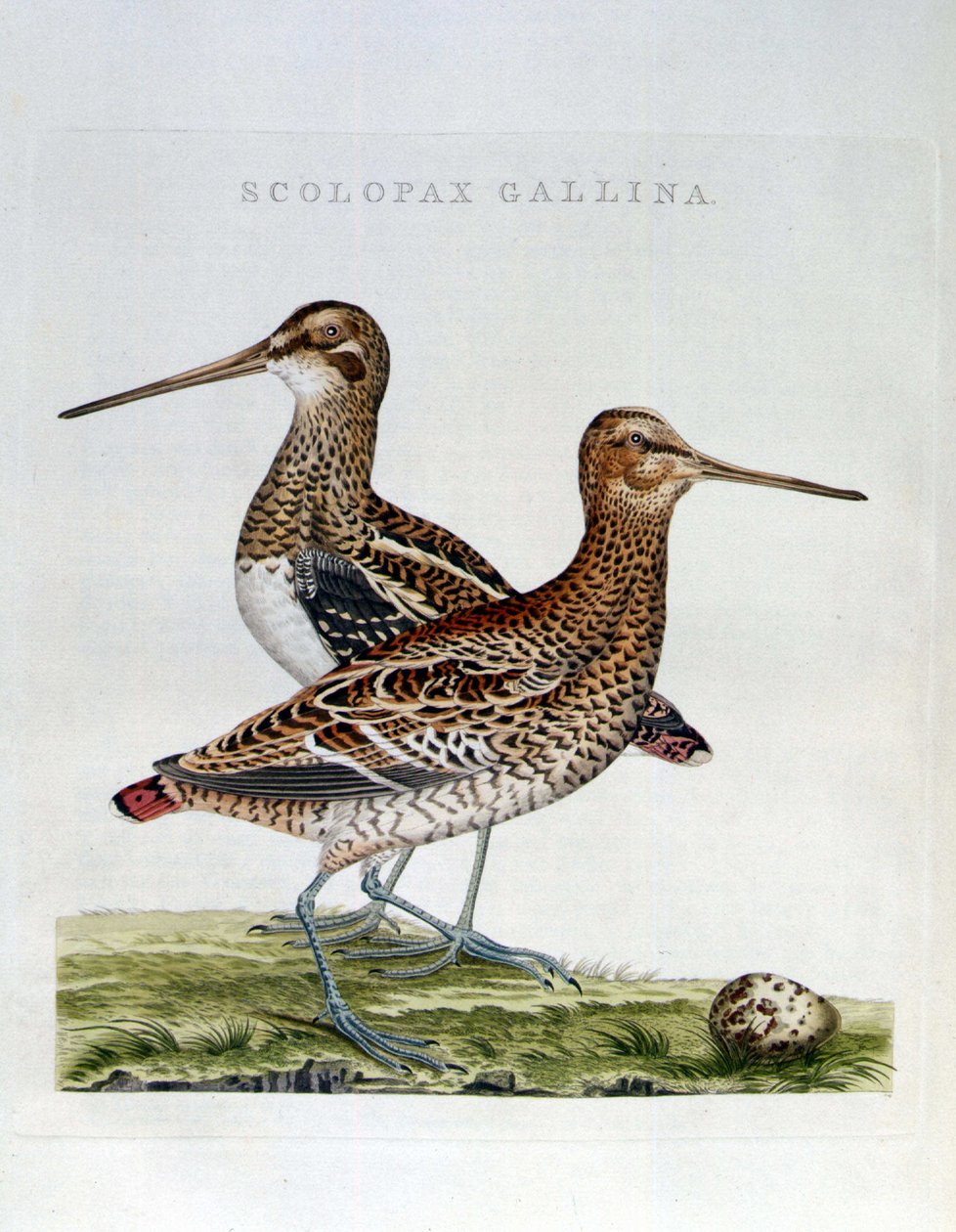 Słonki i jajko (scolopax gallina) - grawer autorstwa Unknown artist