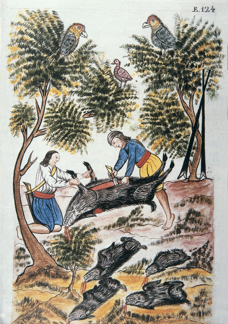 Młodzi Indianie motilones zarzynają dzika, z książki „Trujillo del Peru” lub „Códice Martínez Compañón”, autorstwa Baltazara Martineza Compañón y Bujanda, biskupa Trujillo (1782-1785) autorstwa Unknown artist