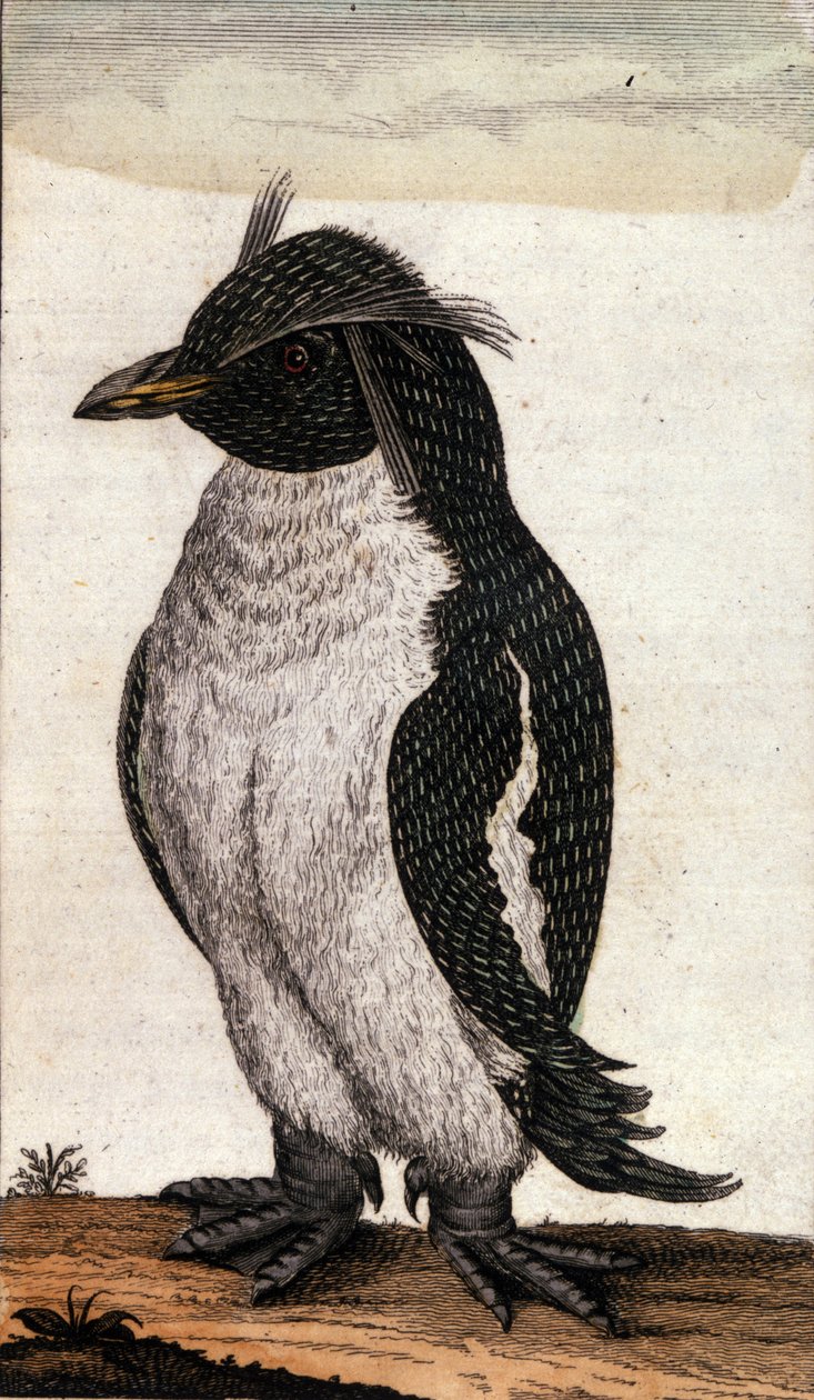 Wykres zoologiczny przedstawiający ptaka Diomedea z rodziny Albatross. Grawerowanie XVIII wieku autorstwa Unknown artist