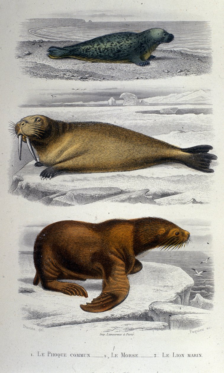 Wykres zoologiczny przedstawiający fokę, morsa i lwa morskiego. 19 wiek autorstwa Unknown artist