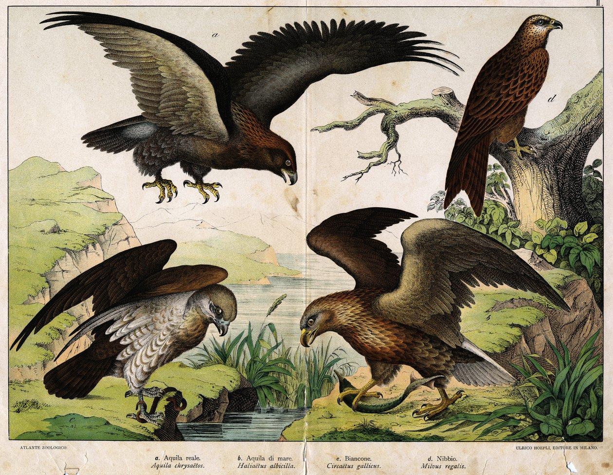 a: orzeł królewski (Aquila chrysaetos), b: orzeł morski (orzeł Haliaetus), c: Circete, Jan Biały (Circaëtus gallicus), d: Mediolan (Milvus regalis) – w „Historii naturalnej ptaków”, wyd. Hoepli, Mediolan autorstwa Unknown artist