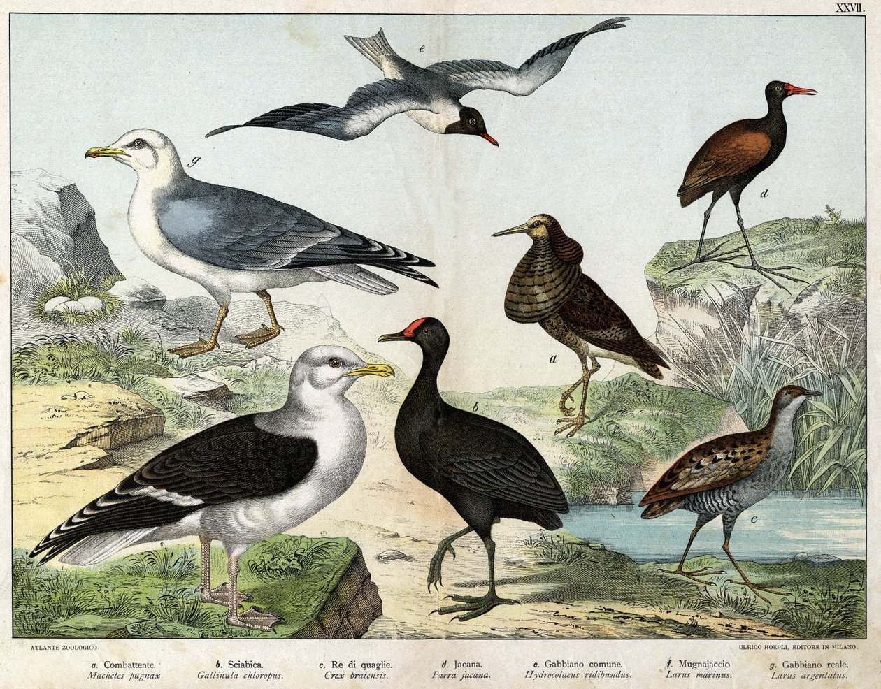 a: Wojownik (Machetes pugnax), b: Kurczak Gallinula chloropus, c: Rale des genetes (Crex pratensis), d: Jacana (Parra Jacana), e: Czarnooka (Hydrocolaeus ridibundus), f: Mewa (Larus) marinus), g: mewa srebrzysta (Larus argentus) - w „Histot naturalny autorstwa Unknown artist