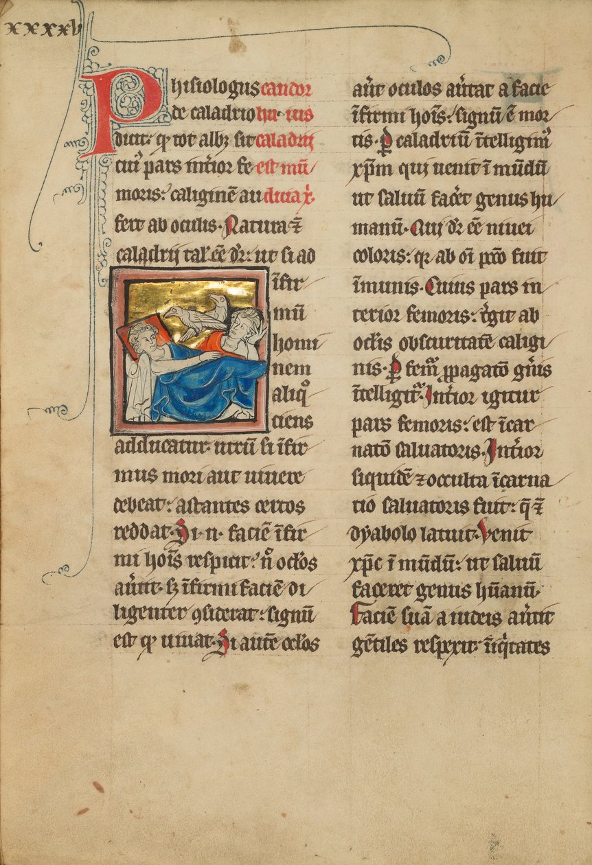 Ptaki Caladrius autorstwa Unknown artist/maker