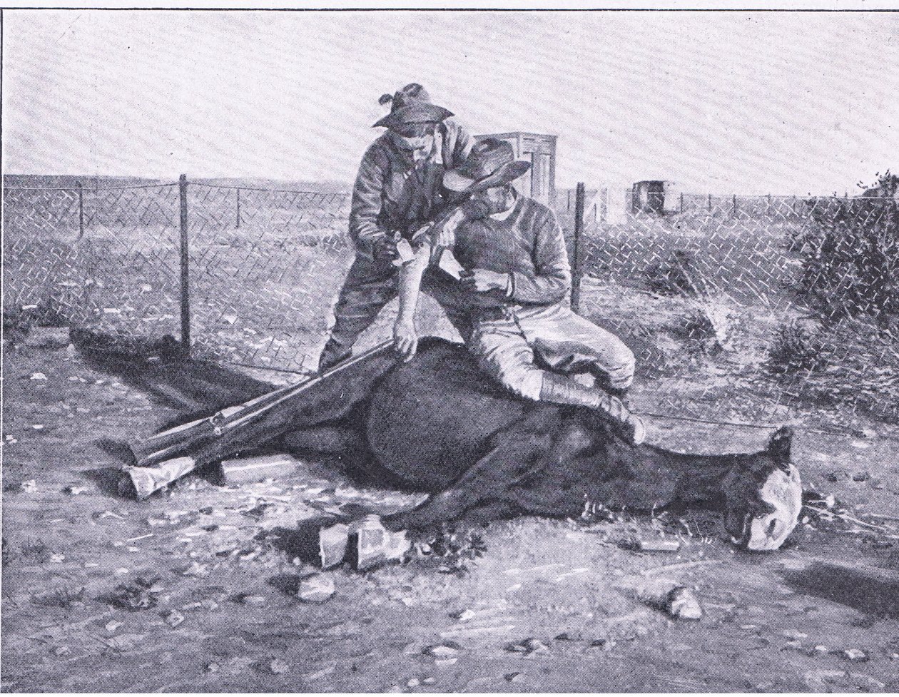 Wąska ucieczka. Ranny zwiadowca, któremu zastrzelono konia, z książki After Pretoria: The Guerilla War wydanej przez Harmsworth Bros Limited autorstwa Unknown photographer