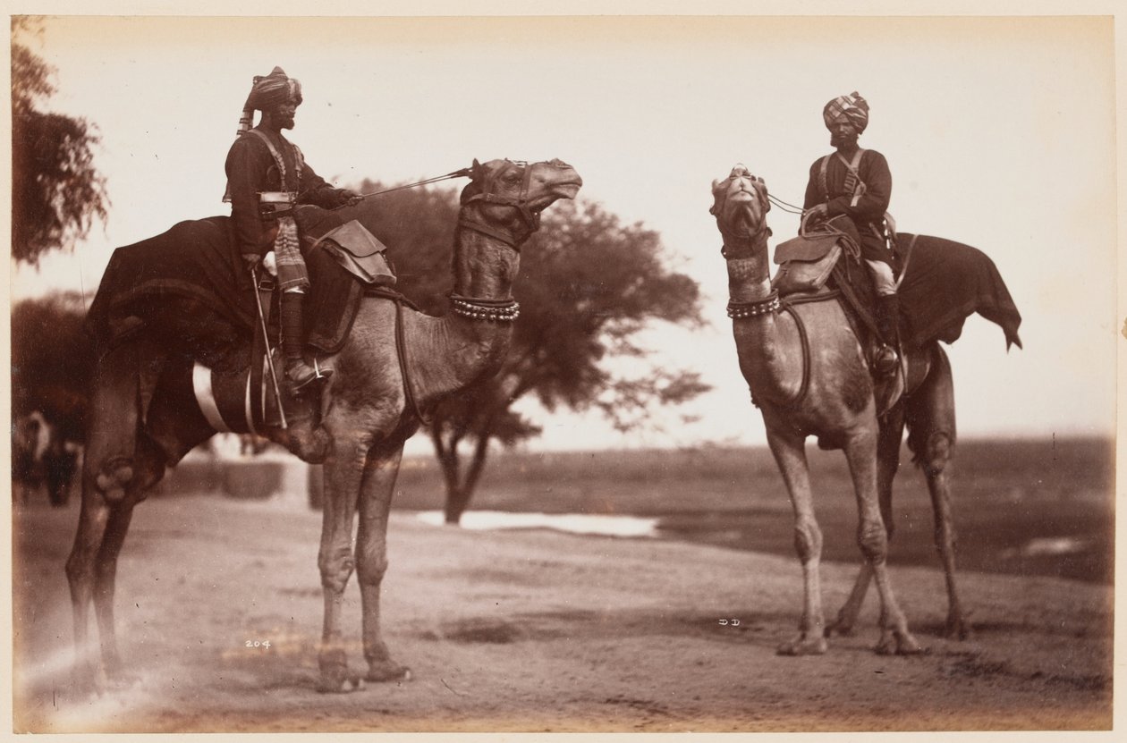 Sowars wielbłądów w obozie ćwiczeń w Delhi autorstwa Unknown photographer