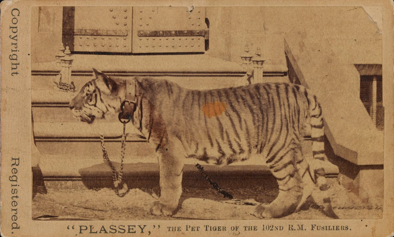 „Plassey”, zwierzę domowe tygrysa Królewskich Fizylierów Madras autorstwa Unknown photographer