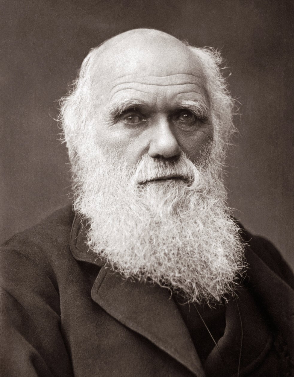 Angielski przyrodnik Charles Robert Darwin (1809-1882) autorstwa Unknown photographer