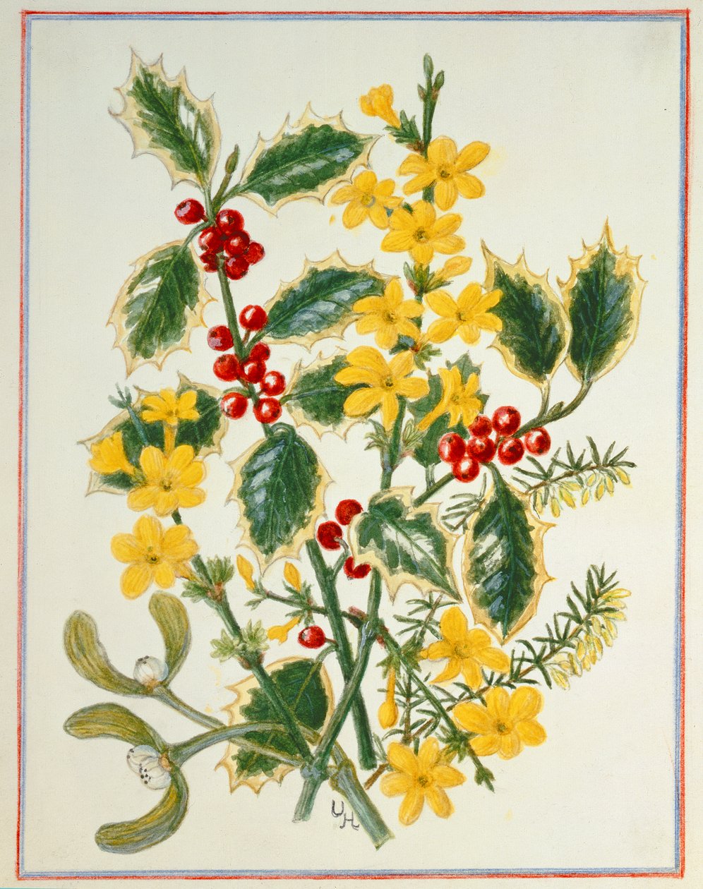 Holly, Winter Jasmine, Heath i Jemioła (wc na papierze) autorstwa Ursula Hodgson