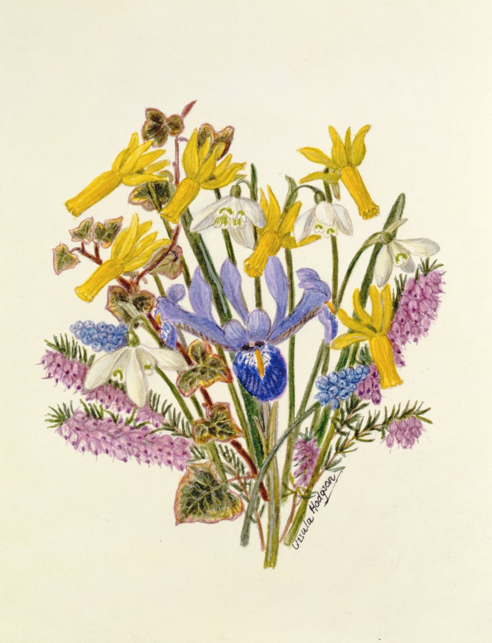 Przebiśnieg, Narcissus Cyclamineus, Iris Reticulata i Hiacynt (wc na papierze) autorstwa Ursula Hodgson