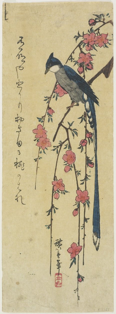 (Kogut z długim ogonem na opadającej wiśni) autorstwa Utagawa Hiroshige