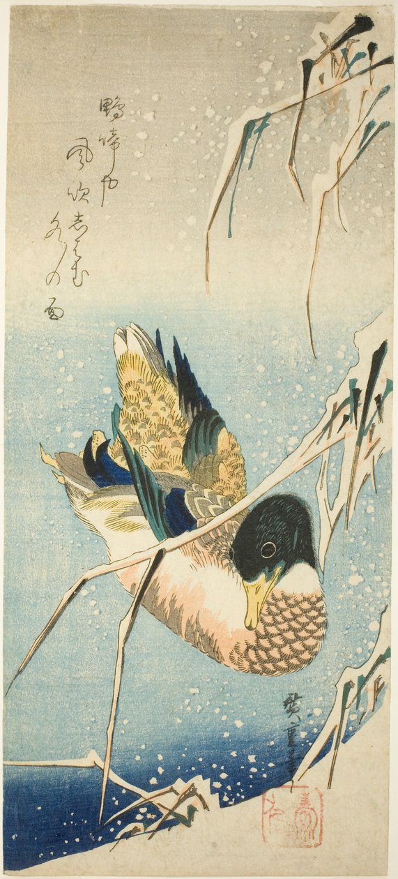 Dzika kaczka pływająca przy zaśnieżonym brzegu pod zaśnieżonymi trzcinami autorstwa Utagawa Hiroshige