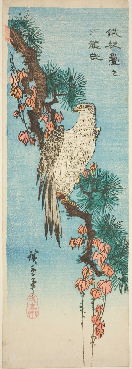 Sokół na porośniętej bluszczem gałęzi sosny autorstwa Utagawa Hiroshige