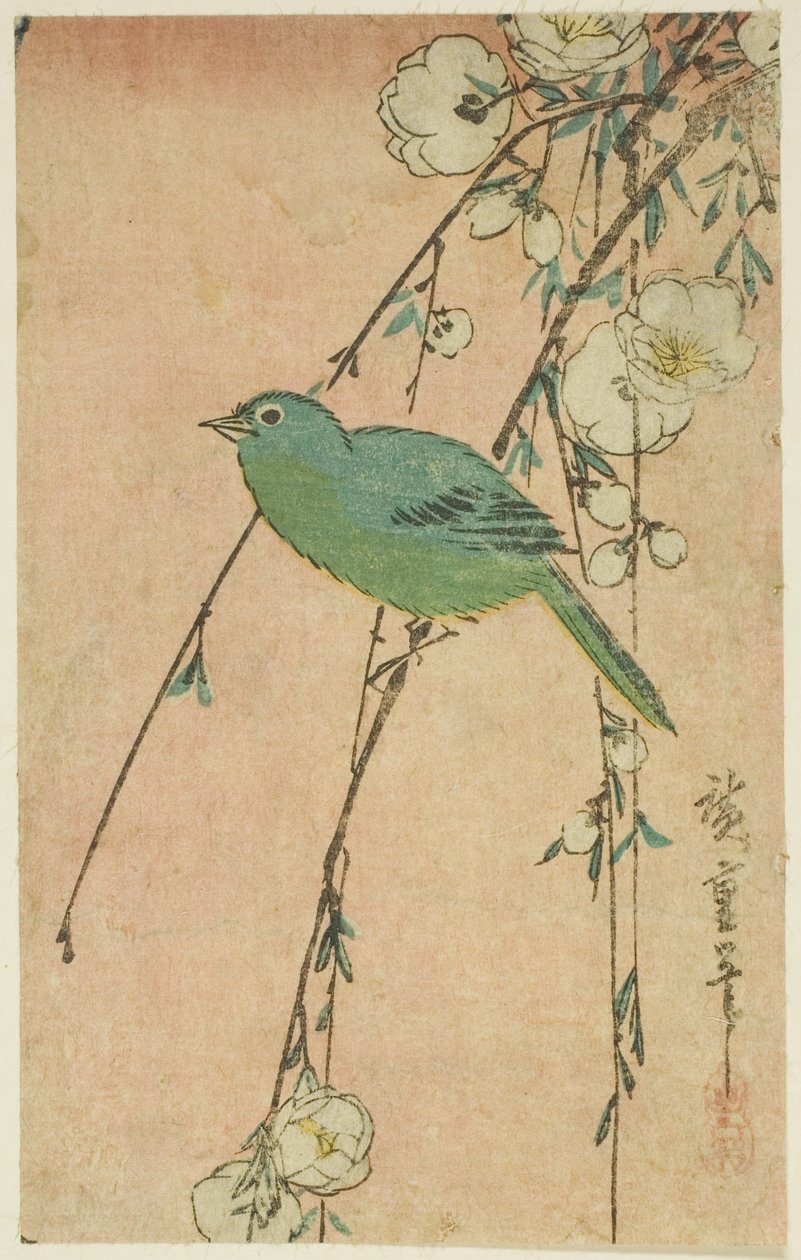 Japońska białooka i płacząca wiśnia autorstwa Utagawa Hiroshige