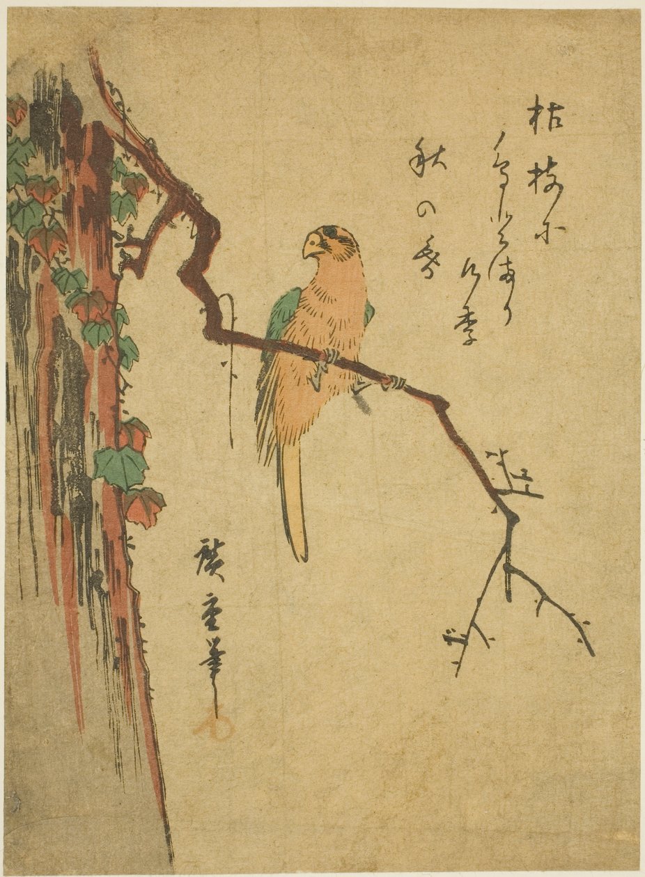 Ara na porośniętym bluszczem drzewie autorstwa Utagawa Hiroshige