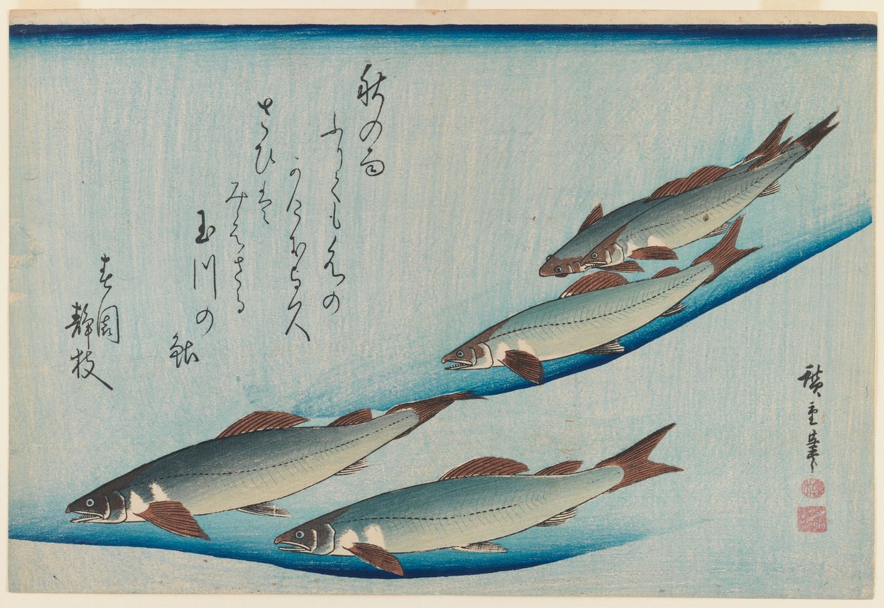 Szkoła pstrąga pięciomiejscowego z serii Ryby, ok. 1835 (kolorowy nadruk w drewnie) autorstwa Utagawa Hiroshige