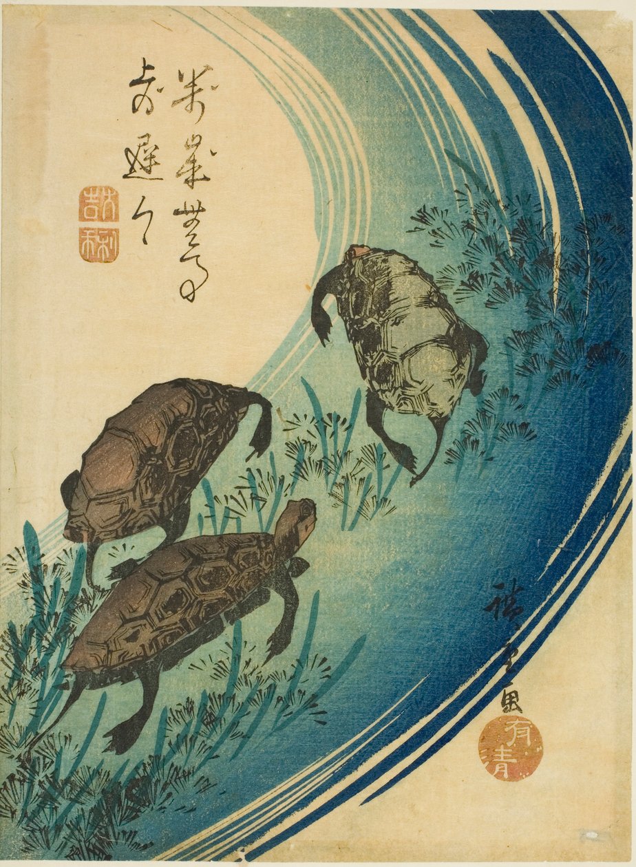 Żółwie pływające w strumieniu autorstwa Utagawa Hiroshige