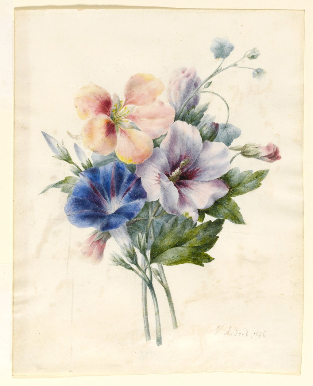 Kwiaty, w tym niebieskie Convolvulus, 1836 (wc i bodycolor na papierze welinowym) autorstwa V. Medard