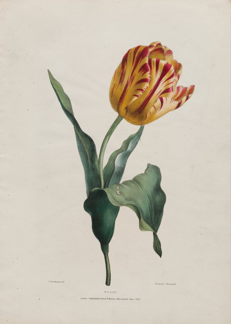 Tulipan autorstwa Valentine Bartholomew