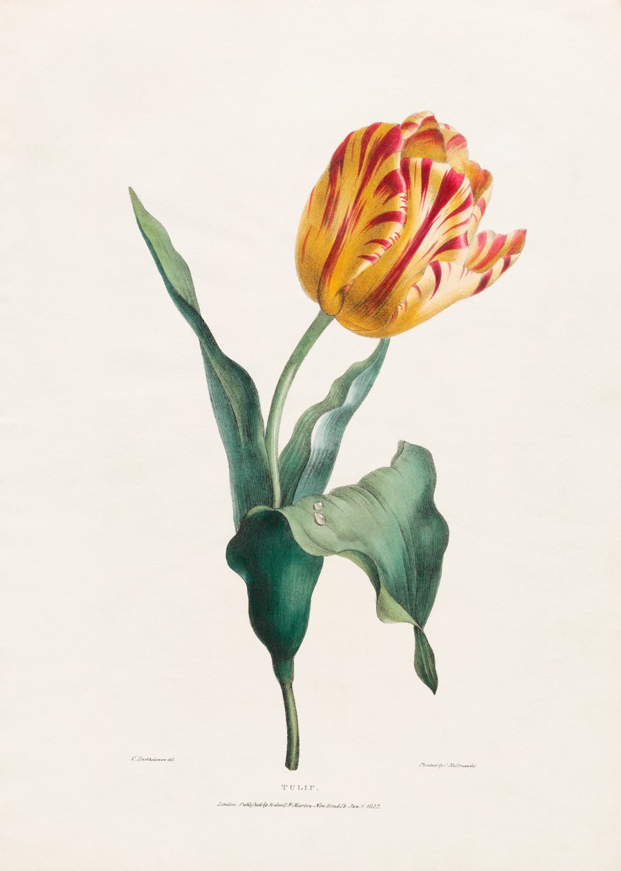 Antyczny nadruk tulipanów autorstwa Valentine Bartholomew autorstwa Valentine Bartholomew