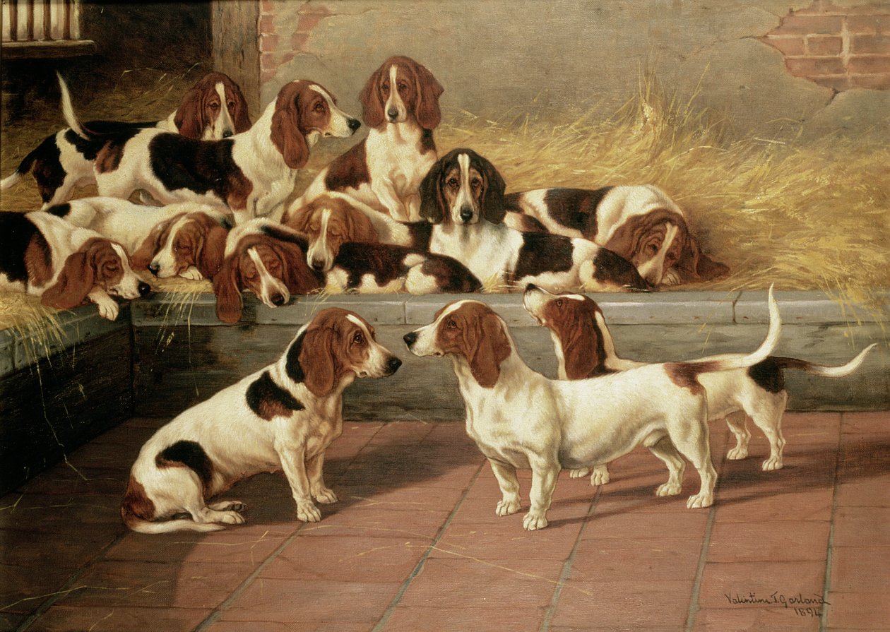 Basset Hounds w hodowli, 1894 autorstwa Valentine Thomas Garland