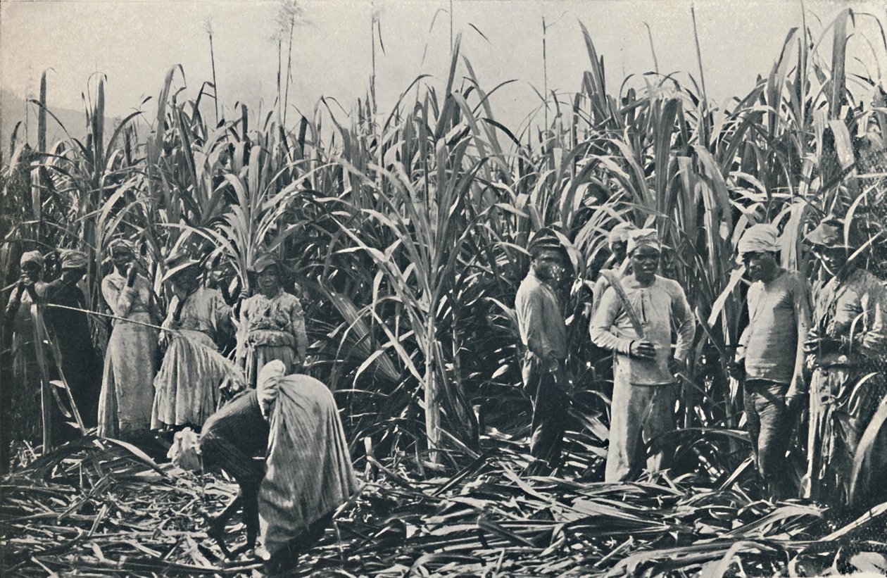 Plantacja trzciny cukrowej, 1916 autorstwa Valentine and Sons Ltd