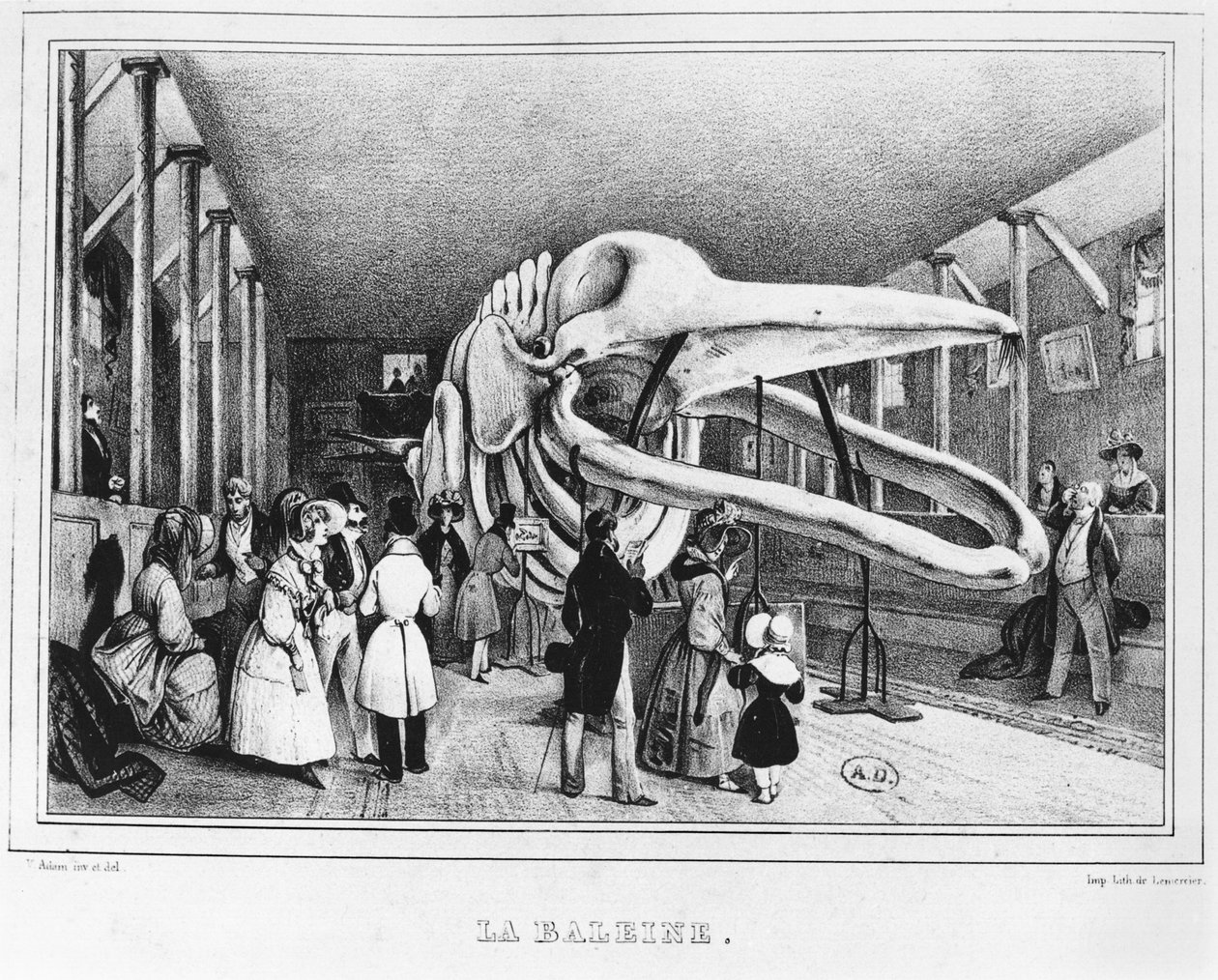 Wieloryb w Muzeum Historii Naturalnej w Paryżu, ok. 1840 r. autorstwa Victor Adam