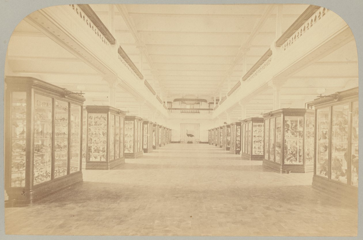 Pl. III. Główna historia: Ptaki autorstwa Victor Prevost, Gaston L. Feuardent and Co., New York