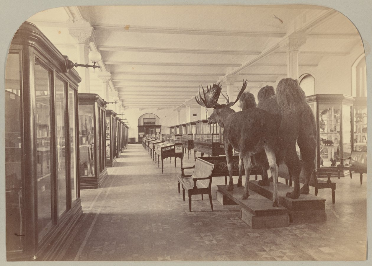 Pl. II. Niższe piętro: Ssaki autorstwa Victor Prevost, Gaston L. Feuardent and Co., New York