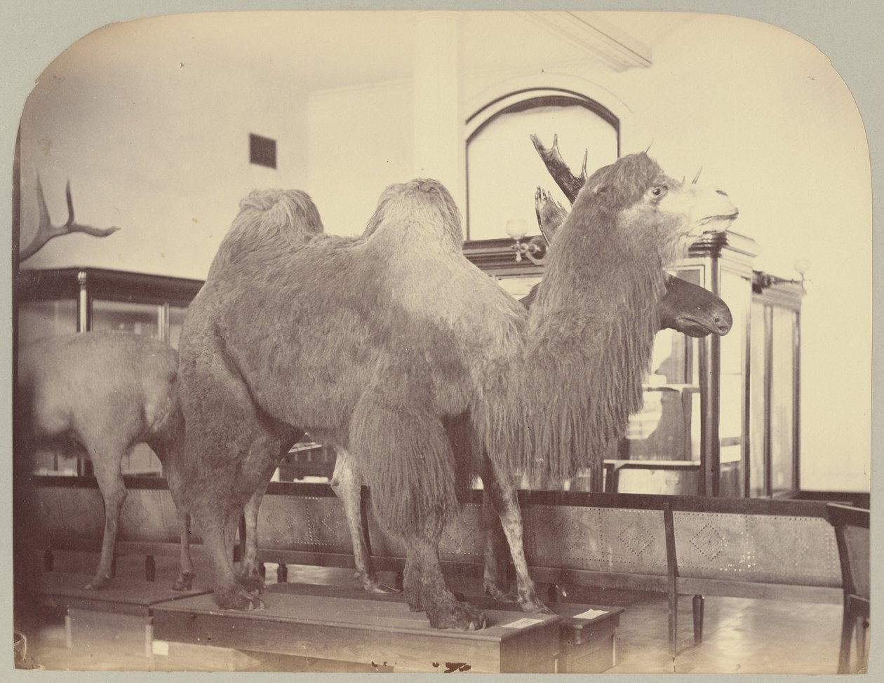 Pl. VIII. Wielbłąd i Łoś autorstwa Victor Prevost, Gaston L. Feuardent and Co., New York