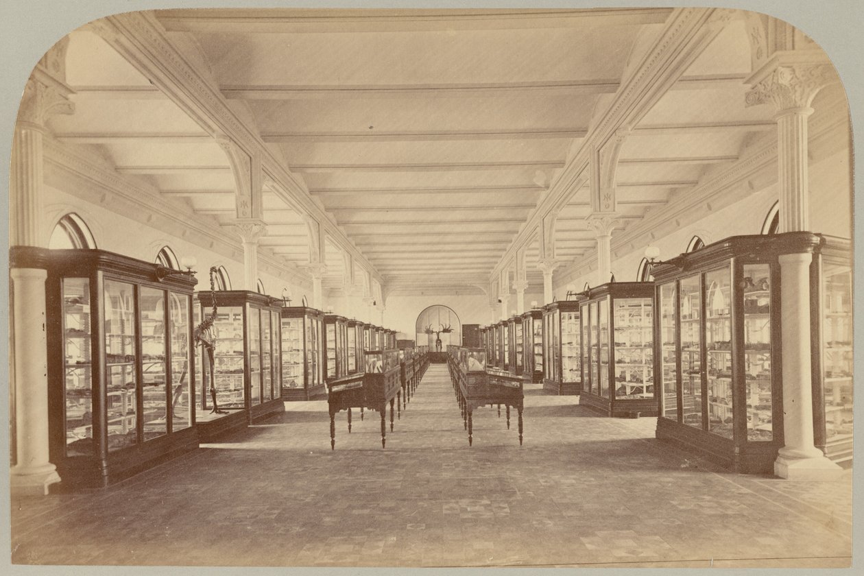 Pl. V. Górna kondygnacja: Skamieniałości autorstwa Victor Prevost, Gaston L. Feuardent and Co., New York