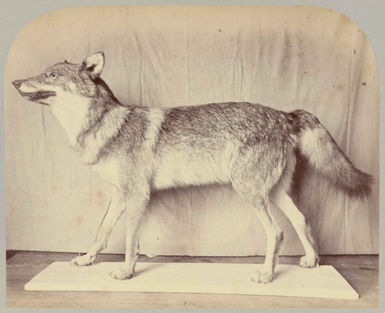 Pl. XII. Wilk Europejski autorstwa Victor Prevost, Gaston L. Feuardent and Co., New York