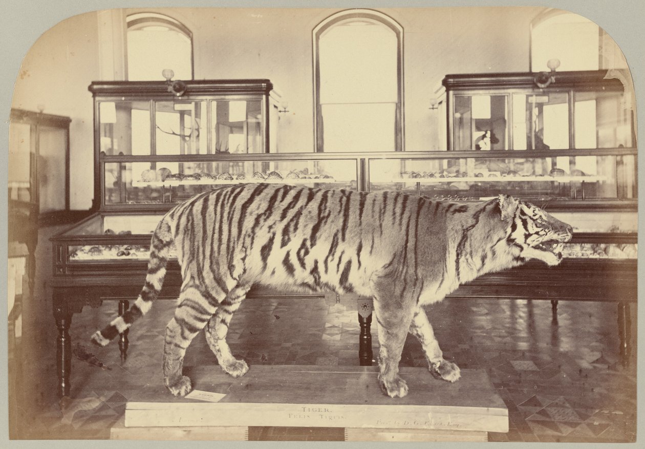 Pl. XI. Tygrys bengalski autorstwa Victor Prevost, Gaston L. Feuardent and Co., New York