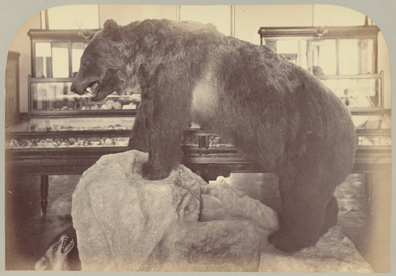 Pl. X. Niedźwiedź grizzly autorstwa Victor Prevost, Gaston L. Feuardent and Co., New York
