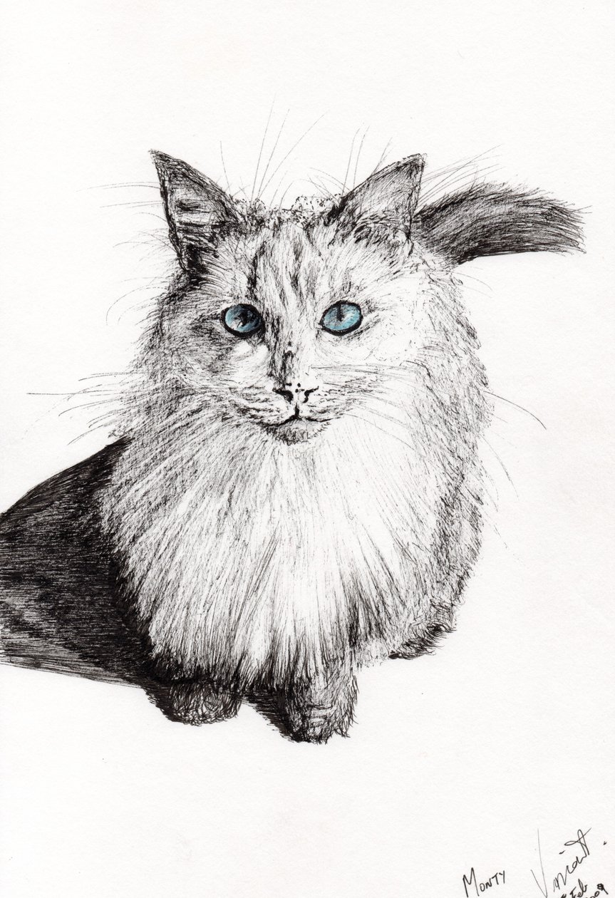 Monty, 2009, (tusz na papierze) autorstwa Vincent Alexander Booth